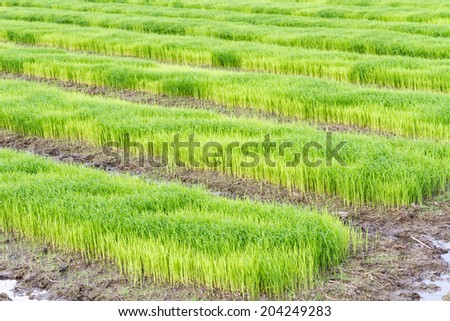 A rice seedlings in Thailand