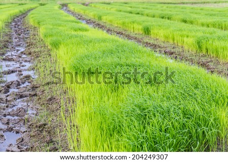 A rice seedlings in Thailand
