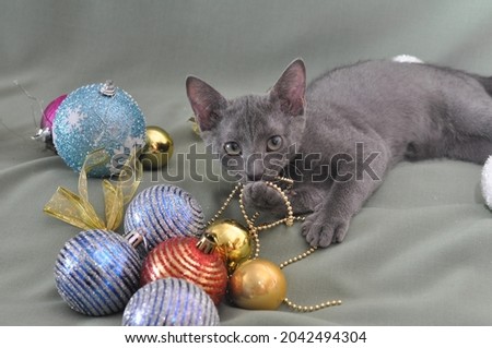A kitten of the Russian blue breed is played with Christmas balls.