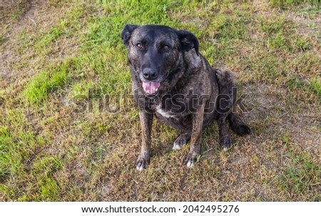 An old dog on a metal chain on the background of green grass in the garden in summer