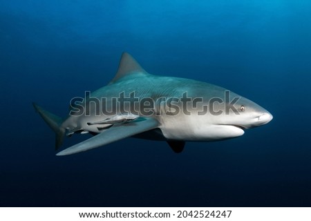 Bull Shark on Protea Banks South Africa Royalty-Free Stock Photo #2042524247