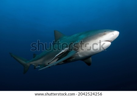 Bull Shark on Protea Banks South Africa Royalty-Free Stock Photo #2042524256