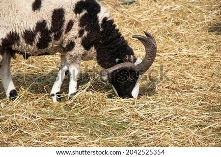 goat with three horns eating straw on the farm. Gene mutation in an animal. High quality photo Royalty-Free Stock Photo #2042525354