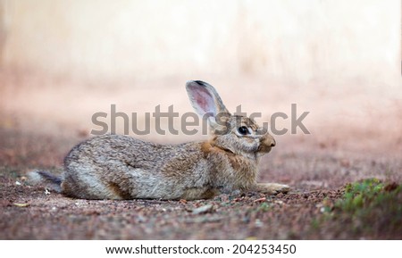 Wild rabbit outdoors