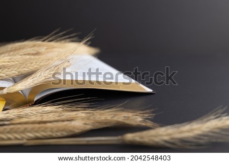 ears of wheat with bible on black background with copy space