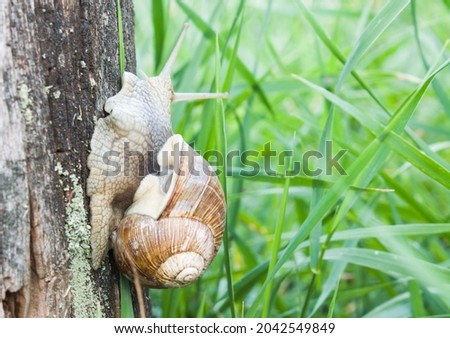 A snail crawls up the bark of a tree overgrown with moss. Green grass on the background