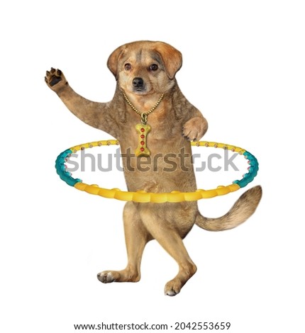 A beige dog is exercising with a hula hoop. White background. Isolated.