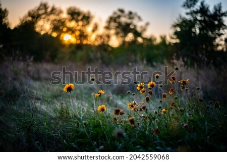yellow flowers in the grass on a sunset background