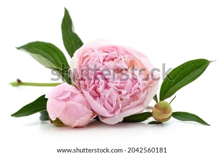 Pink beautiful peony isolated on a white background.