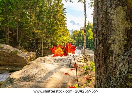 Red maple leaves glow in the light from the bright sun on the background Cliff Jump on Ammonoosuc River, Jefferson, NH