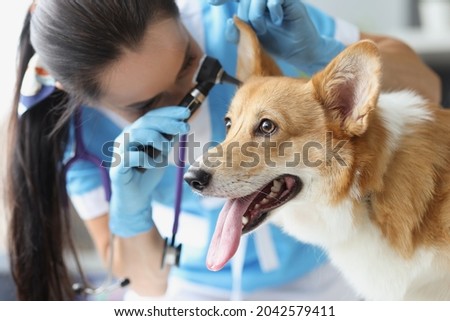 Doctor veterinarian examining ear of sick dog with otoscope in clinic Royalty-Free Stock Photo #2042579411