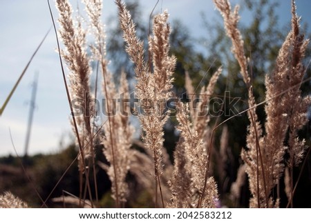 The branches of phragmites in the field at sunset. Autumn grasses on blur background. The background of nature. The texture of the plant