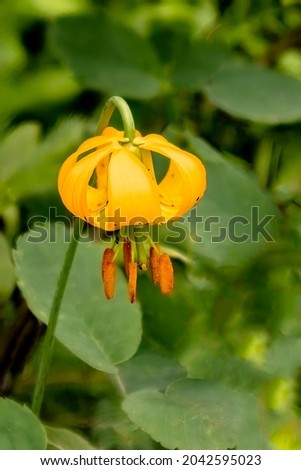 This is a picture of a Tiger lily taken at the Pinnicales park near Quesnel B.C.