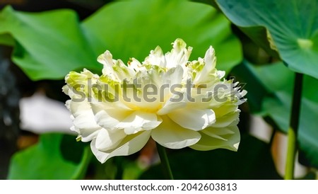 White lotus flower or water lily. Royalty high-quality free stock image of white lotus flower. The background is lotus leaf and lotus bud in a pond.