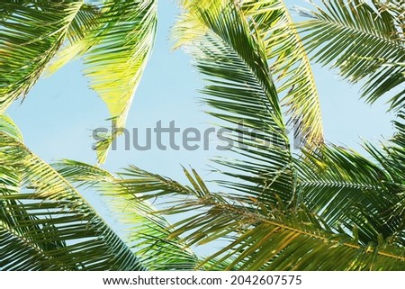 Beautiful Photo frames palms to blue sky island.Amazing coconut trees on sun light and clouds background.famous green trees in summer.Pattern trees leaf on sunset silhouette.Graphic banner template.
