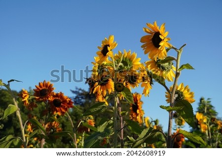 Garden of sunflowers in the glow of a setting sun