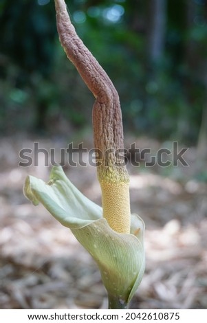 Amorphophallus variabilis (kembang bangkai, walur, acung) with a natural background. The leaves are used as fish food. The fruit cobs, leaf stalks and fruit are peeled off, cooked as vegetables