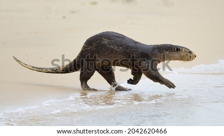 Smooth coated otters are now common in Singapore. The river banks and various beaches are their favorite spots.