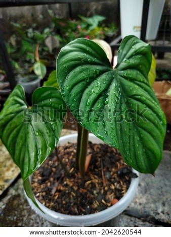 philodendron Plowmanii Black Face in the garden after the rain Royalty-Free Stock Photo #2042620544