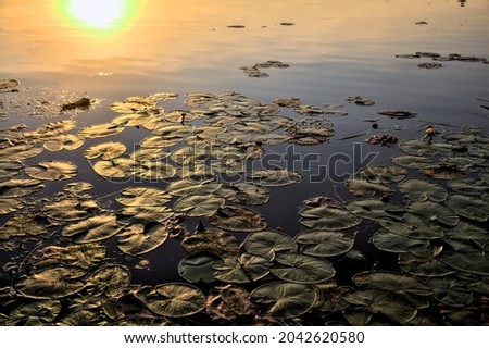 Lily pads on the surface of a lake lit by the sun at twilight