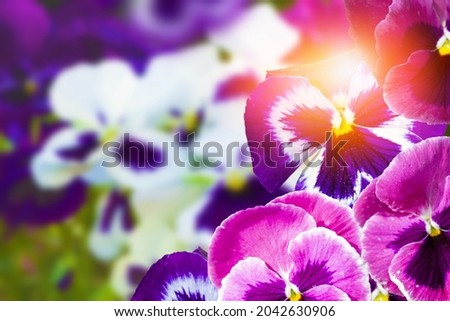 Closeup of colorful pansy flower. Summer landscape