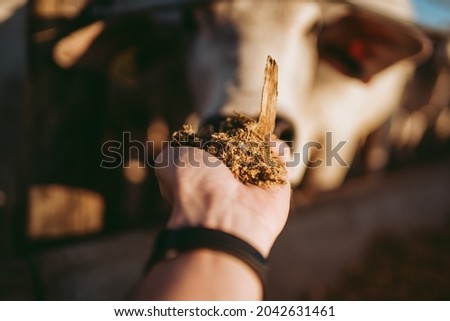 cattle feed silage, Nellore, meat production
 Royalty-Free Stock Photo #2042631461