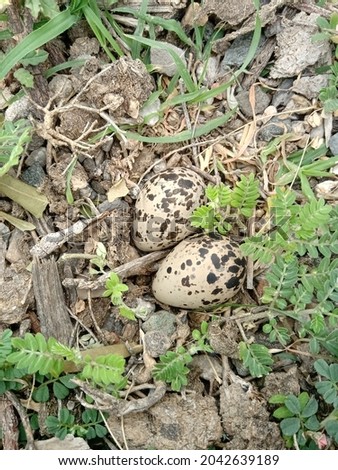 photo of two eggs lying on the ground.