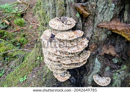 A closeup photo of the Fomitopsidaceae layered on the side of a tree, which are a family of fungi in the order Polyporales. Most species are parasitic on woody plants, and tend to cause brown rots.