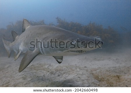 Close Up of a Grey Nurse Shark Royalty-Free Stock Photo #2042660498