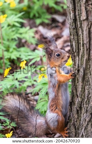The squirrel sits on a tree trunk in the spring. Eurasian red squirrel, Sciurus vulgaris