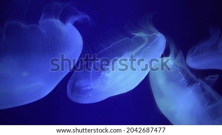 Beautiful light jellyfish in sea water
