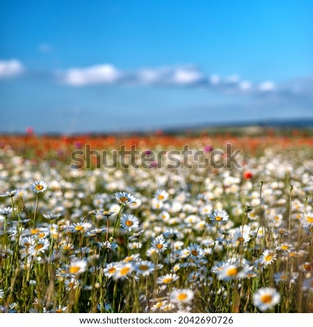 A field of white daisies with a selective focus in the foreground, a square frame.