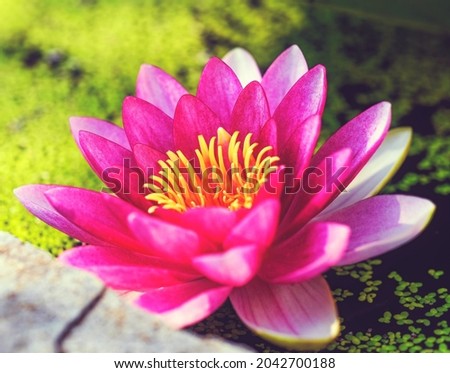 pink lotus Beauty full HD Picture