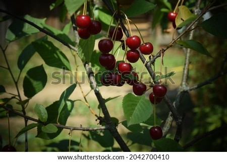 Tasty cherries hanging on the branches of a cherry tree. Stock Photo