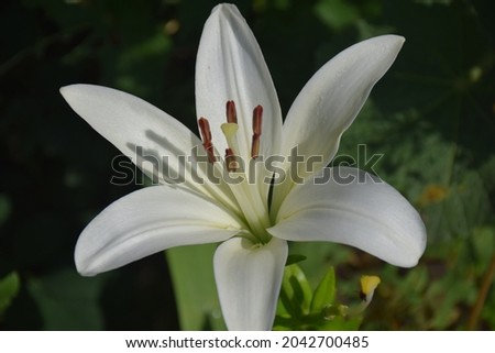 Beautiful white lily  flower in summer day. Stock Photo