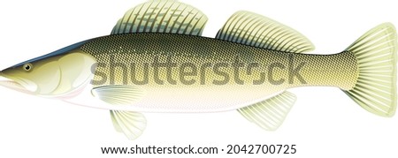 Realistic zander fish isolated illustration, one freshwater fish on side view