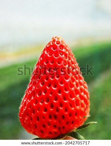 strawberry red fresh food HD Picture