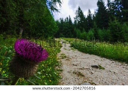 lilac thistle on the hiking path in a green nature in the summer