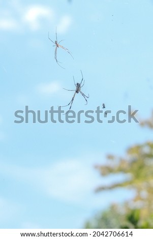 Close up Spiders in the sky, taken from bottom with up view, blue sky background