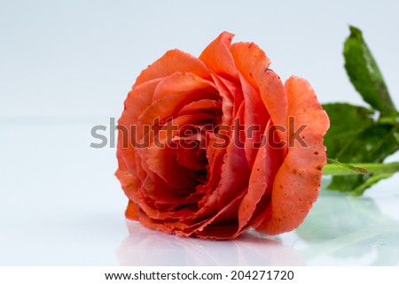 Colorful, beautiful, delicate rose with details 