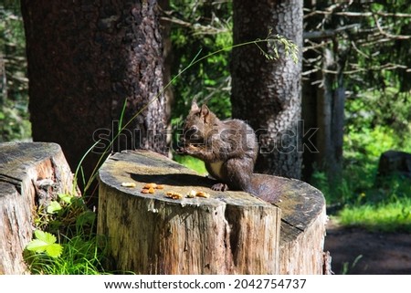 squirrel sits on tree trunk in forest and eats a nut, great animal picture