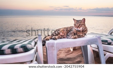 Stray tiger cat on the beach in the lagoon enjoying the sunset