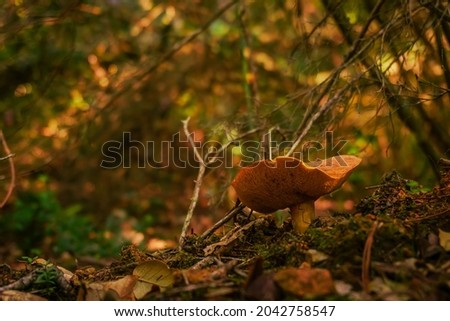 Weeping bolete mushroom in a forest. Picture of suillus granulatus mushroom with fallen leaves on green and orange tones
