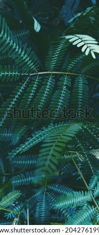 aesthetic picture of green tropical leaves with low contrast style fit for wallpaper or background