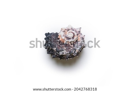 Beautiful sea shell isolated on white background