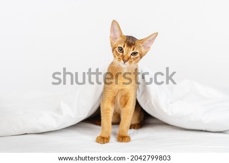 Abyssinian kitten sits under a blanket on the bed