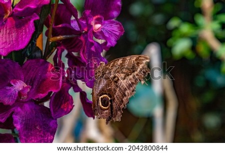 A picture of a Pale Owl-Butterfly sitting on a flower.