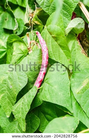 
Red bean kidney growing in a natural bio garden. Selective focus.