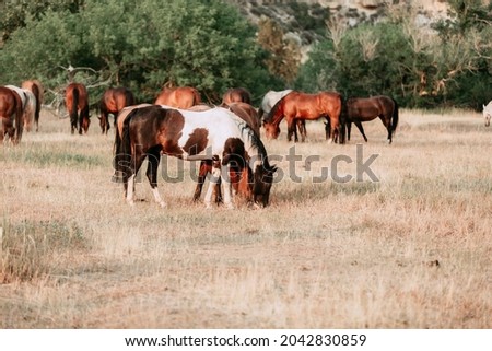 Herd of horses grazing on the dried grass of summer in the wilds of the Pryor Mountains of Montana at sunset