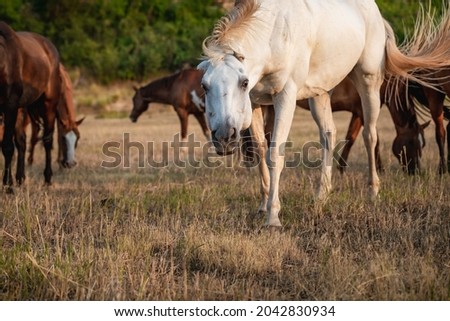 Herd of horses grazing on the dried grass of summer in the wilds of the Pryor Mountains of Montana at sunset